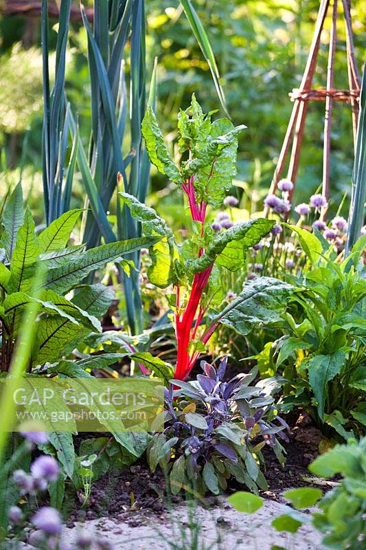 Mixed vegetable and herb bed with Swiss Chard going to seed