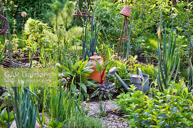 Vegetable and herb garden, view across path to raised beds with rustic plant supports. Watering can and terracotta forcing pot