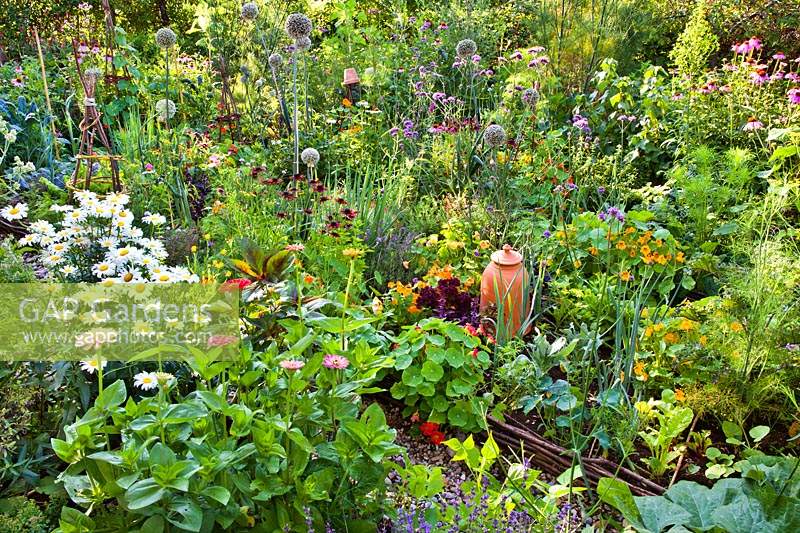 Mixed beds with vegetables, herbs, annuals and perennials. Zinnia, Nasturtium, Leucanthemum superbum, Rudbeckia hirta, Allium - Leek and Verbena bonariensis.