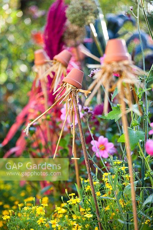 Earwig trap, small terracotta pots filled with straw and suspended on bamboo canes, to prevent earwigs eating Dahlia flowers
