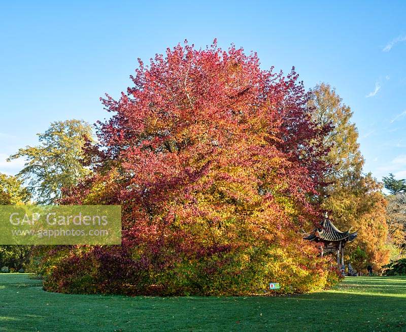 Liquidambar styraciflua 'Wisley king' - Sweet gum 'Wisley king' tree in autumn at RHS Wisley gardens