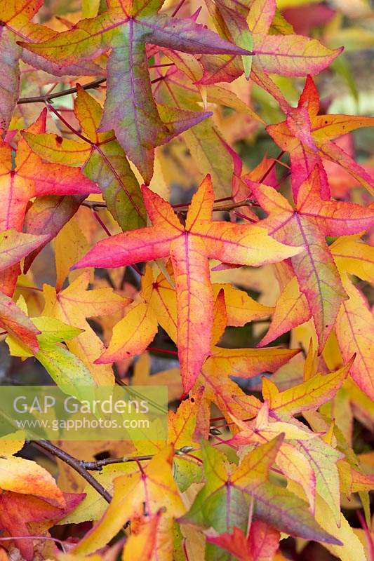 Liquidambar styraciflua 'Wisley king' - Sweet gum 'Wisley king' tree foliage in autumn at RHS Wisley gardens