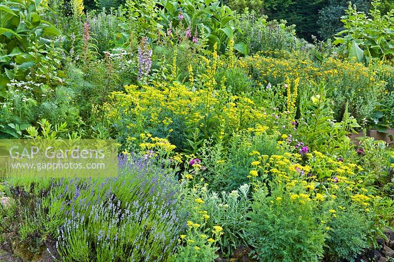 Mixed herb garden in early summer. Ruta graveolens - Common Rue, Lavandula angustifolia, chamomille, Dianthus, Hypericum perforatum - perforate St John's wort, common mullen, clary sage.