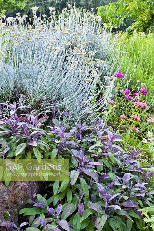 Herb bed with Helichrysum italicum, and Salvia officinalis 'Purpurascens'.