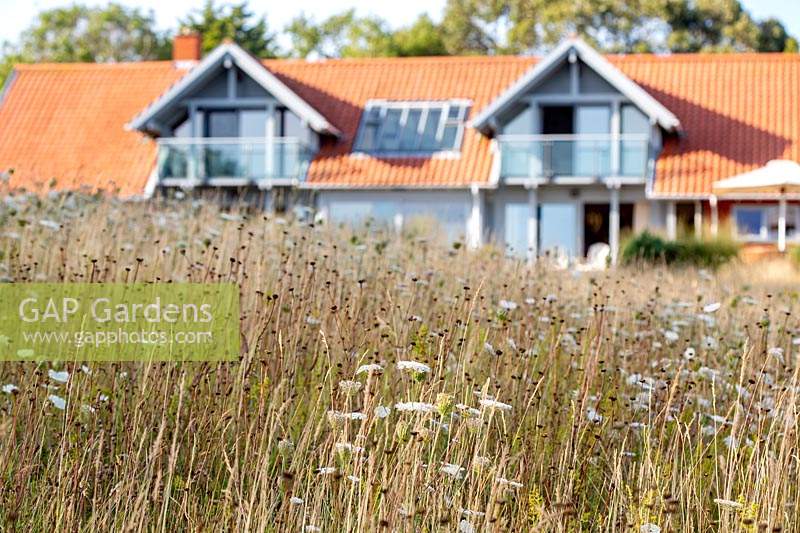 Meadow garden in Aldeburgh, Suffolk. Wildflower meadow planting includes Daucus carota - wild carrot, Centaurea nigra - knapweed, Agrostis capillaris - common bent, Agrostis vinealis - Brown Bent, Cynosurus cristatus - Crested dogstail.