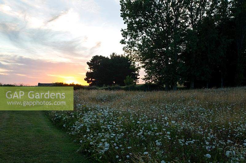 Meadow garden at sunset, showing cut paths and nearby trees. Wildflower planting includes: Agrostis capillaris - Common Bent, Agrostis vinealis -Brown Bent, Cynosurus cristatus - Crested Dogstail, Senecio jacobea - self seeded, Daucus carota - Wild Carrot and Centaurea nigra - Knapweed