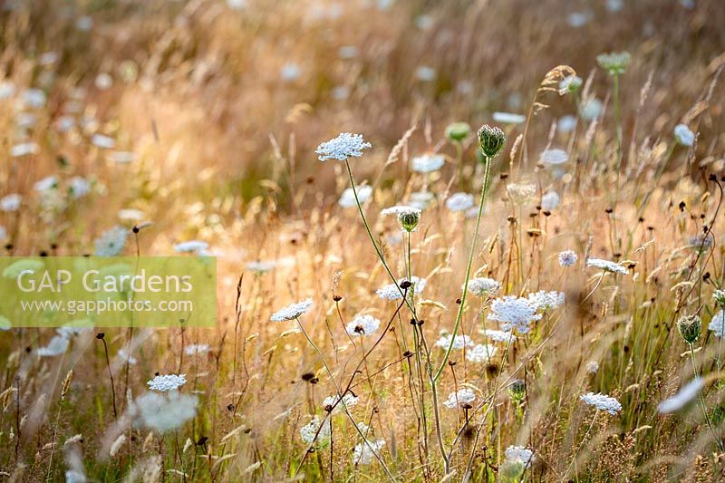 Wildflower meadow, planting includes: Daucus carota - Wild Carrot, Centaurea nigra - Knapweed, Agrostis capillaris - Common Bent Agrostis vinealis - Brown Bent and Cynosurus cristatus - Crested Dogstail