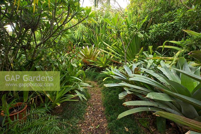 An informal path, edged with Mondo grass, leading through a lush, jungle garden heavily planted with a variety of bromeliads, featuring large Alcantareas, Frangipanis and Airplants.