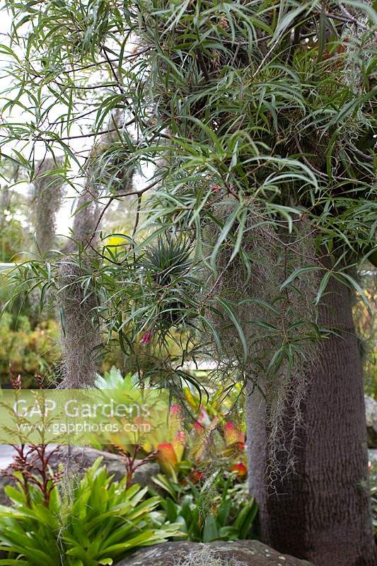 Detail of Brachychiton rupestris - Queensland Bottle Tree, with bromeliads and airplants, Tillandsias, growing in the tree.