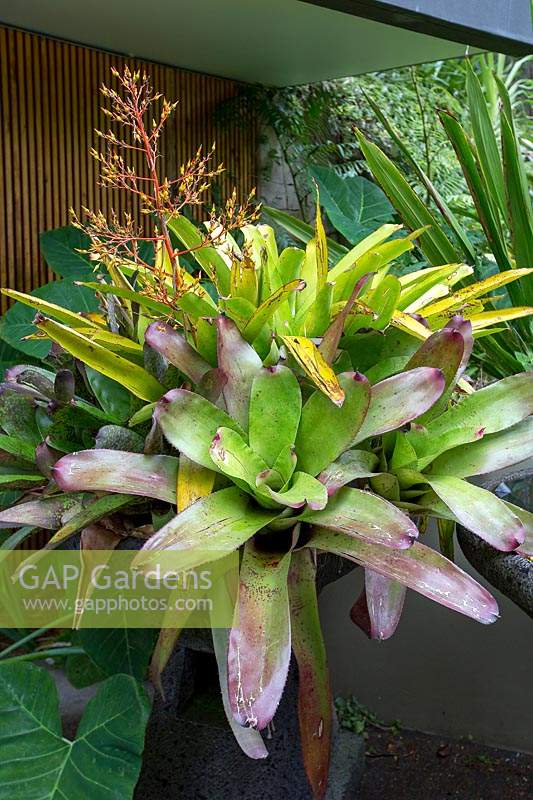 A large freestanding pot filled with a planting of large bromeliads with maroon tipped leaves and yellow and red flowers.