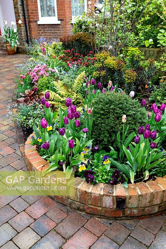 Spring front garden in West London. Purple Flag Tulips - in round bed near gate, taxus baccata - topiary balls in round raised beds.