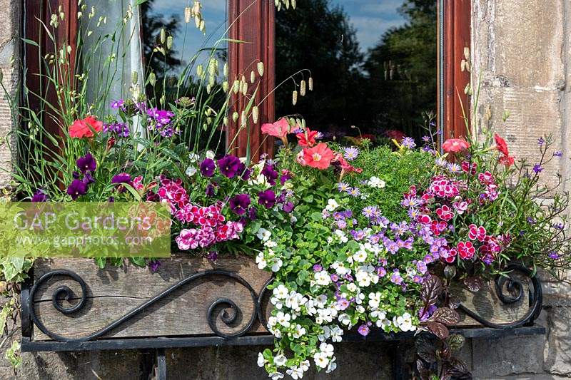 Colourful summer windowbox with Violas, Pelargoniums, Felicia and Briza grass