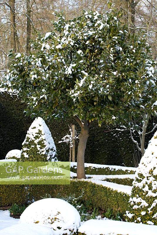 The Potager with Buxus - box hedging and topiary shapes, Taxus baccata - yew hedge. Large Laurus nobilis - standard Bay tree with a covering of snow. The Old Rectory, Suffolk, UK