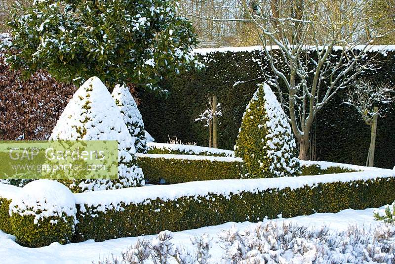The Potager with Buxus - box hedging and topiary shapes, Fagus - Beech hedge and Taxus baccata - yew hedge. Large Laurus nobilis - standard Bay tree with a covering of snow. The Old Rectory, Suffolk, UK 