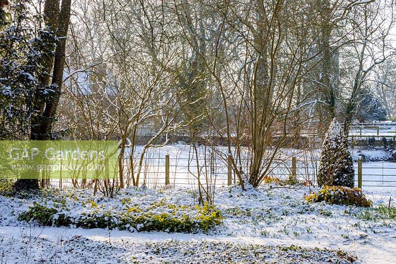 Epimedium and emerging bulbs with trees, shrubs and Taxus baccata - yew topiary, field railings  and the outline of the village church with snow in late February. The Old Rectory, Suffolk, UK