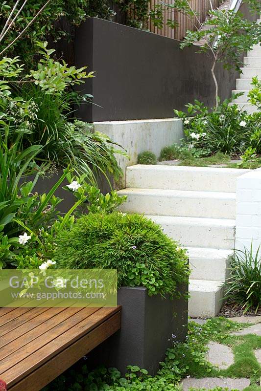 A cement rendered planter box with a hardwood timber inbuilt bench seat in front of a set of concrete steps leading to an upper area of the garden, it is planted with Baby Panda Grass and a flowering Gardenia.