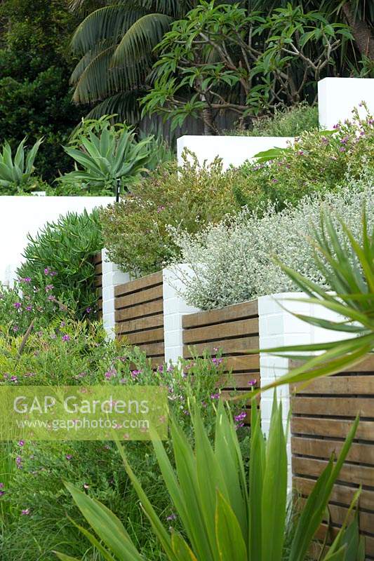 Stepped, brick raised gardens beds with hardwood timber slats in each bed there is a different planting, Licorice plant, Polygala and Carpobrotus, Aussie Rambler.