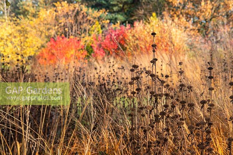 Seedheads of Phlomis tuberosa 'Amazone' and Molinia caerulea 'Karl Foerster' with Cotinus 'Flame' and Rhus chinensis in background. 