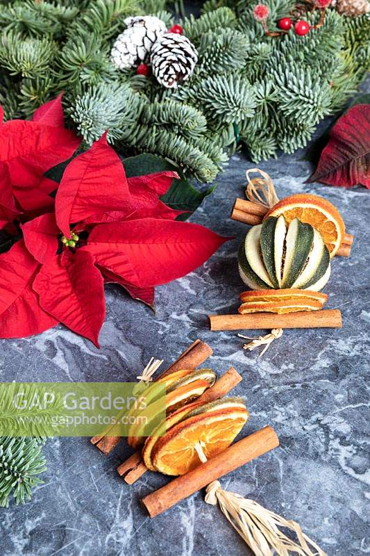 Natural Christmas decorations - Euphorbia pulcherrima - Poinsettia - and Pine wreath with dried oranges and limes, and cinnamon sticks.