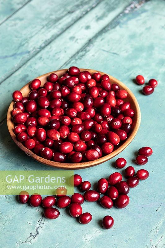 Vaccinium - Cranberries - in a wooden bowl on a rustic painted wooden table