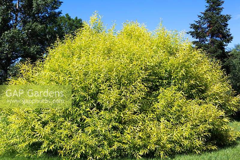 Salix alba 'Aurea' - White Willow tree with early summer foliage, Montreal Botanical Garden, Quebec, Canada.