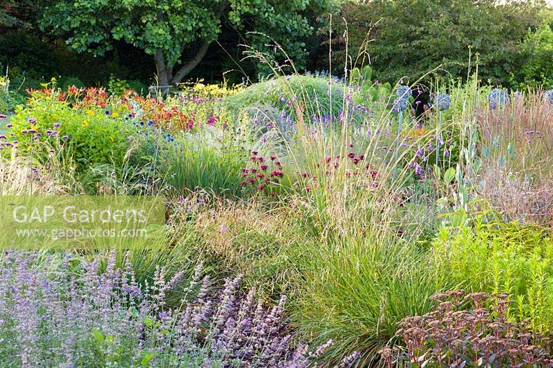 Herbaceous borders at Bluebell Cottage Gardens, Dutton, Cheshire. Planting includes Nepeta, Monarda, Verbena bonariensis, Dierama pulcherrimum, Hemerocallis 'Stafford' Echinops ritro.