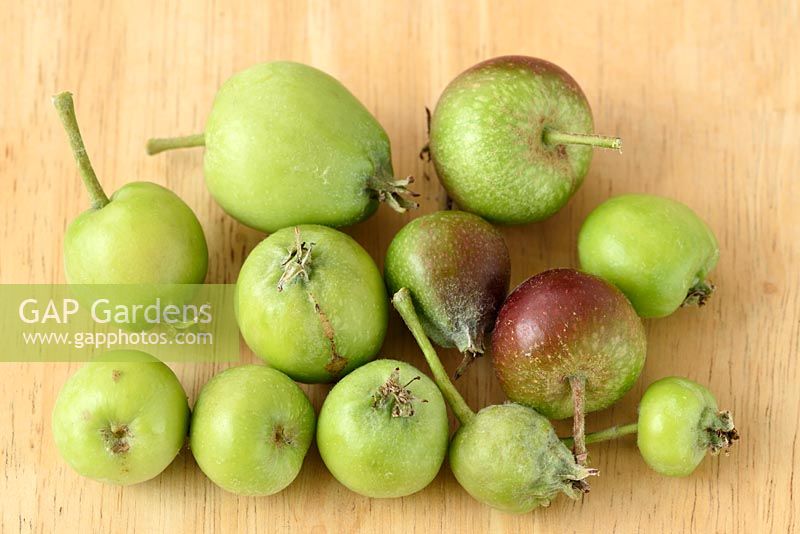 Malus domestica. Small apples removed from trees to reduce number of fruit.
