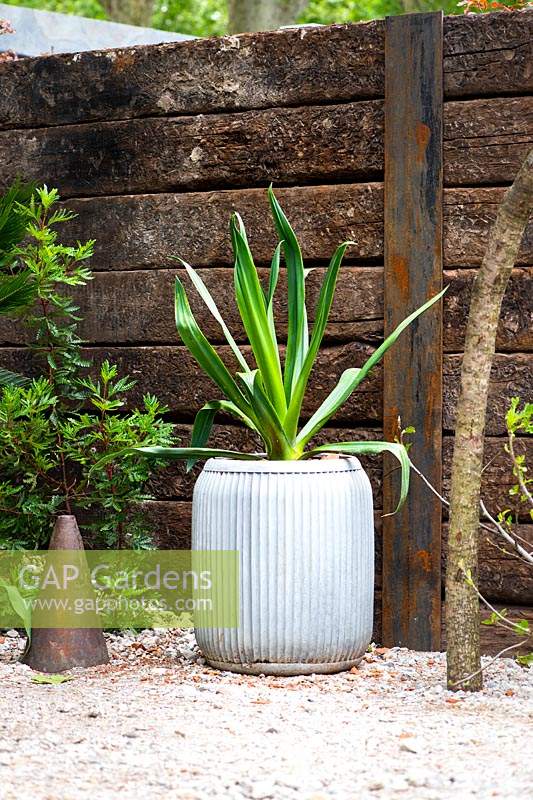 Plant with decorative foliage in metal container. The Resilience Garden, RHS Chelsea Flower Show 2019.