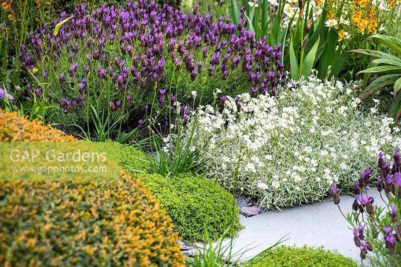 Border with Cerastium tomentosum - dusty miller, Lavandula stoecha and Taxus baccata. The Morgan Stanley Garden.  RHS Chelsea Flower Show 2019, Gold medal winner