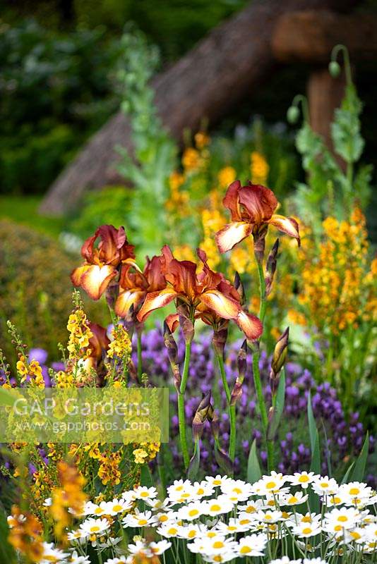 Flower bed with Iris 'Kent Pride', Verbascum 'Clementine'- mullein, Anthemis punctata subsp. cupaniana AGM - Sicilian chamomile. The Morgan Stanley Garden