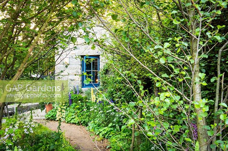 Path leading to the house surrounded by wild planting including  Digitalis and Lupinus. The Welcome to Yorkshire Garden, 
RHS Chelsea Flower Show 2019
