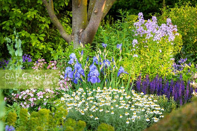 Flower bed with Iris 'Kent Pride', Rosa 'Ballerina' AGM, Anthemis punctata subsp. cupaniana AGM - Sicilian chamomile and Salvia x sylvestris 'Mainacht'. The Morgan Stanley Garden, Sponsor: Morgan Stanley , RHS Chelsea Flower Show 2019, Gold medal winner
