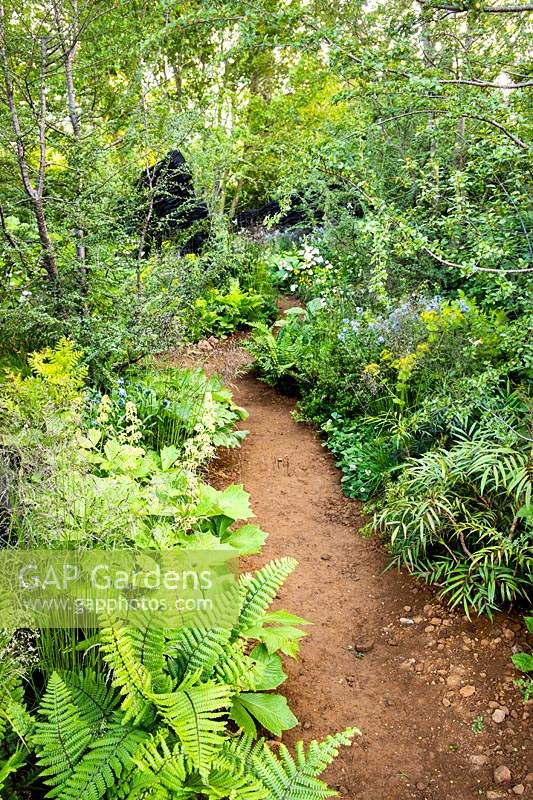 The path in woodland garden amongst Rodgersia podophylla, and ferns Dryopteris cycadina. The M and G Garden. Sponsor: M and G, RHS Chelsea Flower Show 2019. Gold medal winner, Best Show Garden 