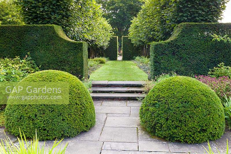 View from the Lower Rill Garden to the Lime Allee at Wollerton Old Hall Garden, near Market Drayton, Shropshire. Planting includes: clipped yew balls and yew hedge, and pleached lime trees.
