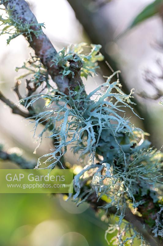 Ramalina farinacea, Farinose cartilage lichen, lichen on tree branch