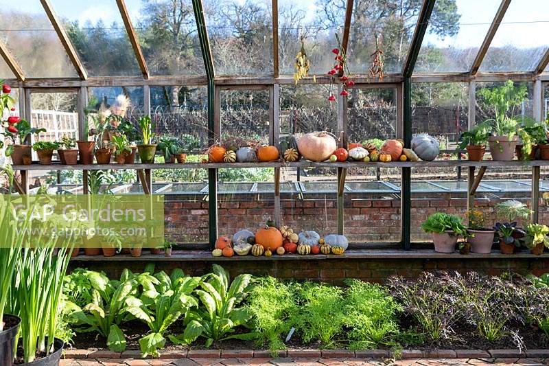 Autumn greenhouse, with squashes and drying chilli peppers, and overwintering vegetables beneath