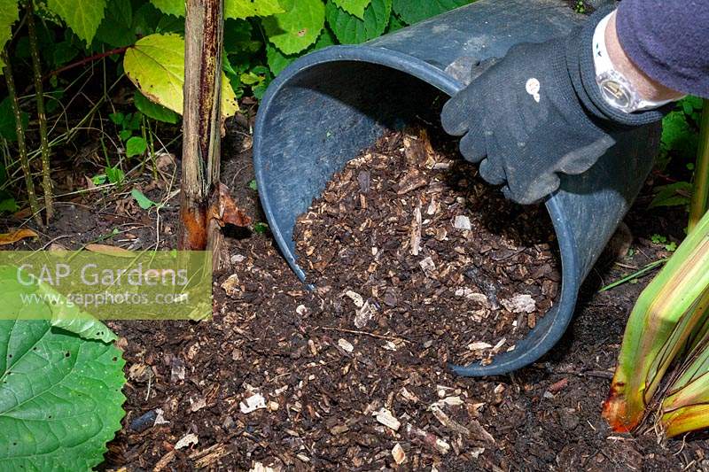 Placing well rotted wood chips around the base of a banana plant to give its crown winter protection