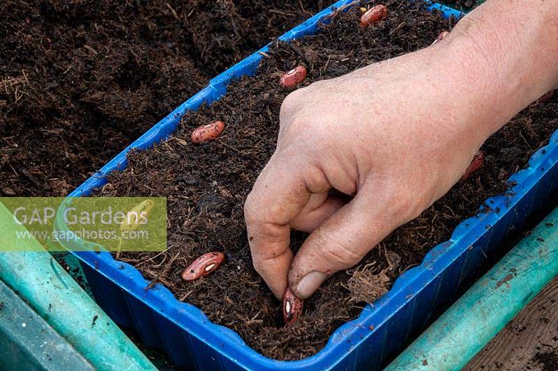 Sowing Runner Beans into a deep punnet box in the greenhouse