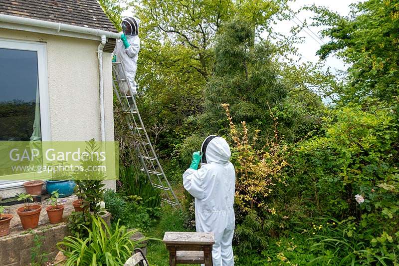 Beekeepers destroying a wasps nest.