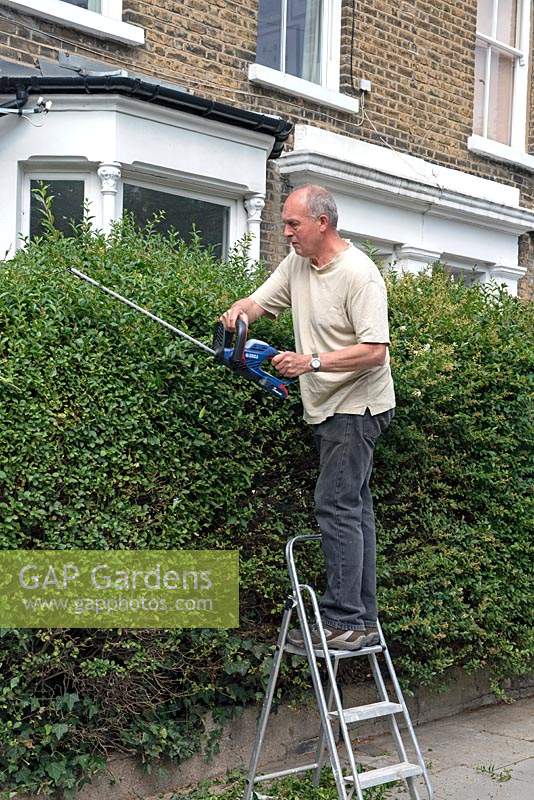 Man on ladder cutting Privet hedge with cordless trimmer in urban street, Holloway, London Borough of Islington.