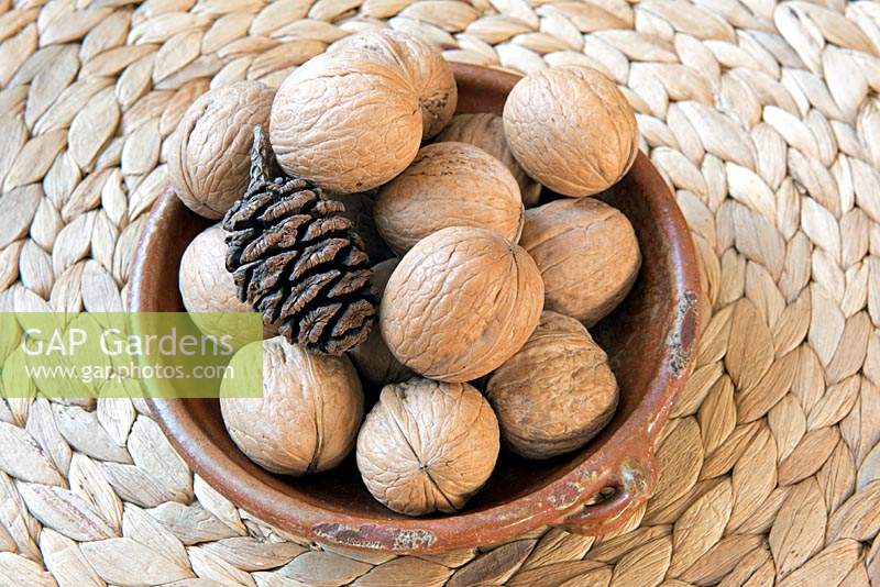 Juglans regia - Walnuts with pine cone in small display dish.