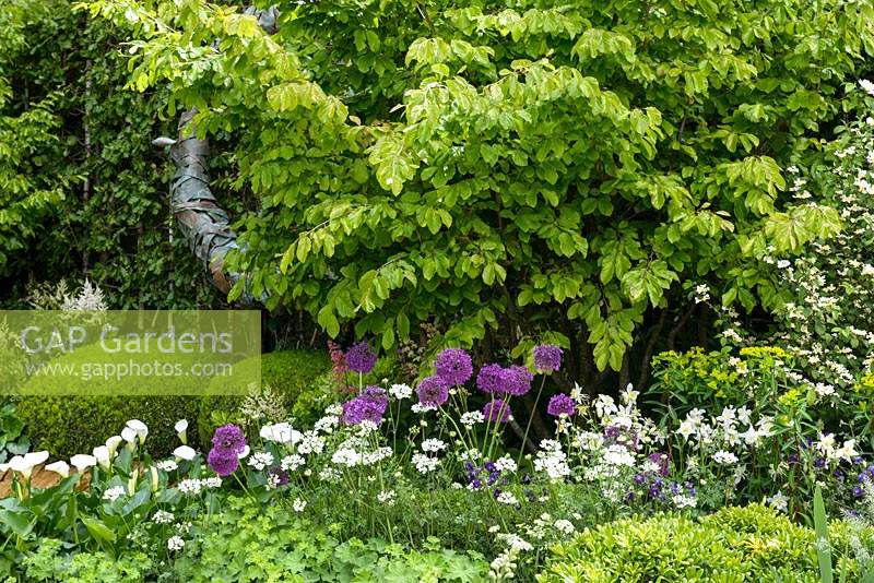 Iris, Alliums, Buxus sempervirens and Protea planting. The Time In Between by Husqvarna and Gardena - RHS Chelsea Flower Show 2015. Sponsor: Husqvarna and Gardena.