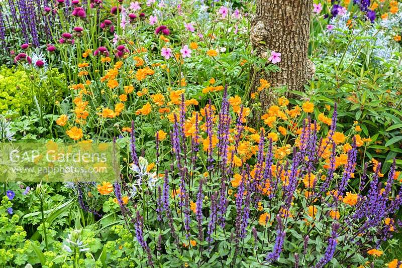 Salvia nemerosa 'Caradonna', Geum 'Princess Juliana' and Camassia at Morgan Stanley Healthy Cities Garden - RHS Chelsea Flower Show 2015. Sponsor: Morgan Stanley.