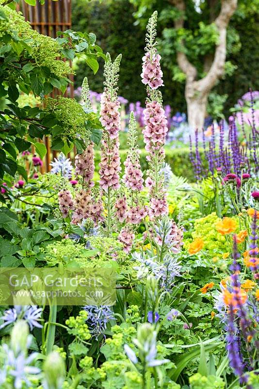 Verbascum 'Merlin', Salvia nemerosa 'Caradonna', Aquilegia and Camassia at Morgan Stanley Healthy Cities Garden - RHS Chelsea Flower Show 2015. Sponsor: Morgan Stanley.