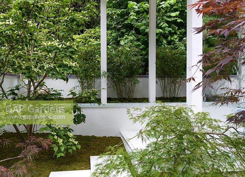 Acers and Bamboo lining a garden boundary - Arita Team Saga - RHS Chelsea Flower Show 2014 - 