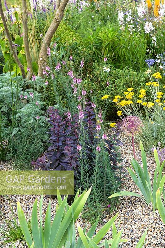 Hylotelephium - Sedum,  Artemisia and Achillea x Schwellenberg - Beth Chatto: The Drought Resistant Garden  -  RHS Hampton Court Garden Festival 2019 - Design: David Ward