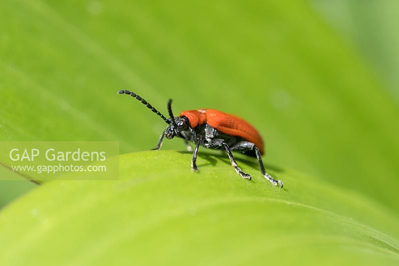 Lilioceris lilii - Scarlet lily beetle on Lily leaf