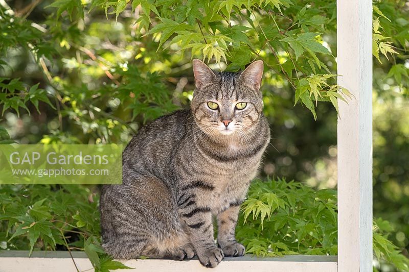 Tabby Cat and Japanese maple