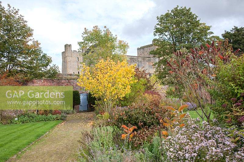 Helmsley castle walled garden in autumn. With borders planted with Rhus typhina, Aster - Michaelmas daisy and Acer caudatifolium - Acer kawakamii