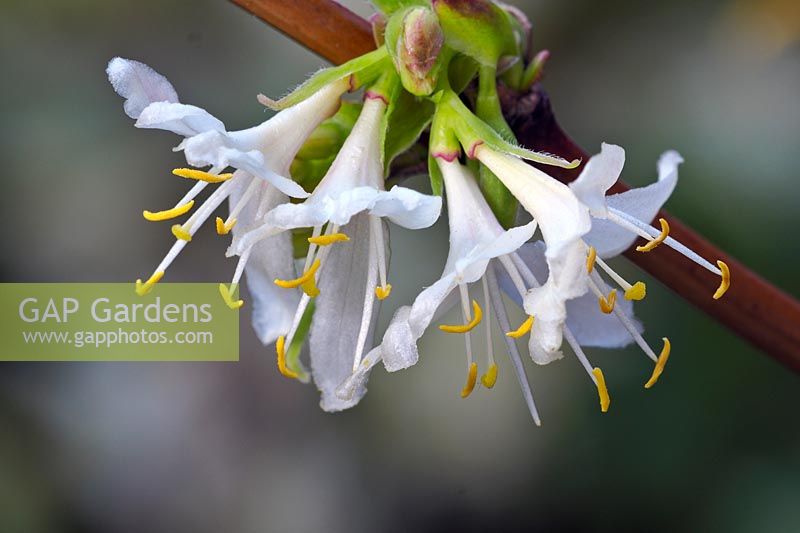 Lonicera x purpusii - Winter Honesuckle.